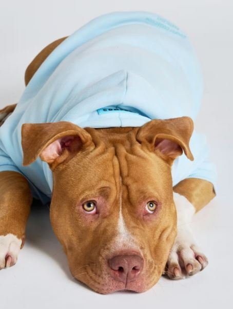 Pastel Paw Hoodie
